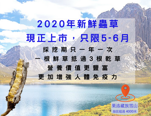 新鮮冬蟲夏草同乾草嘅分別
