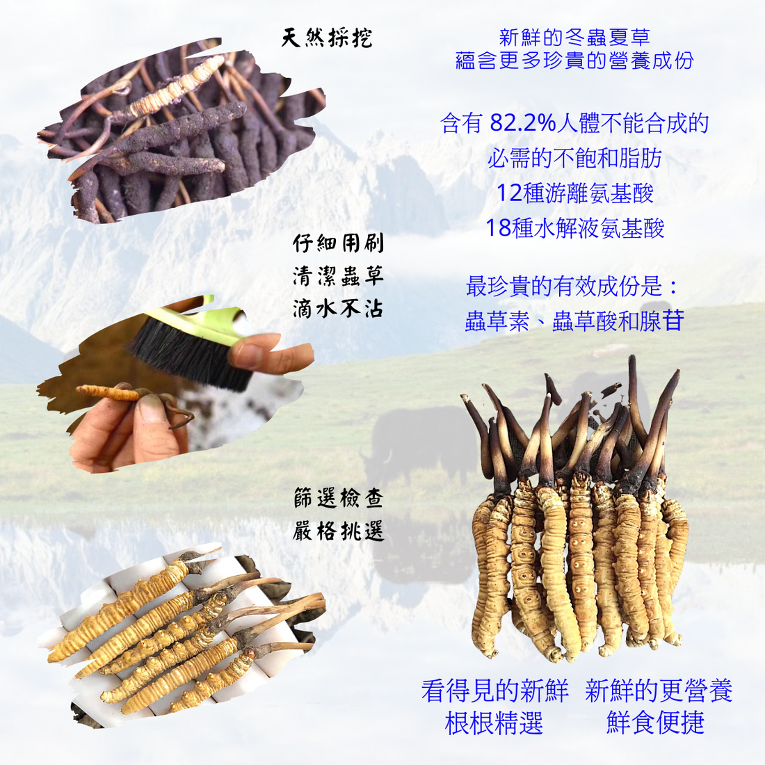 冬蟲夏草的黃金採收期
