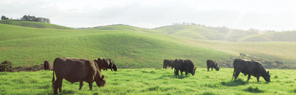 New Zealand Top Grade Grass Fed Beef Tenderloin