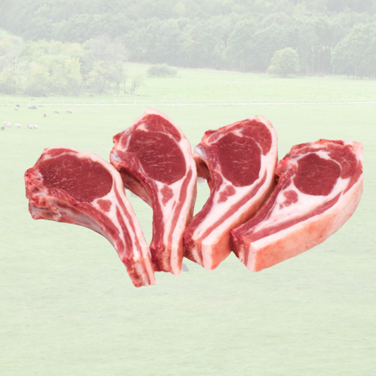 New Zealand Silver Fern Farms Grass Fed Lamb Chop (~5 pcs)